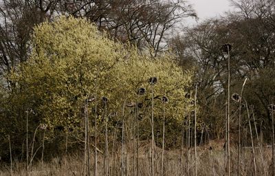 Plants growing on field