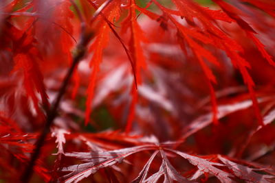 Close-up of leaves on branch