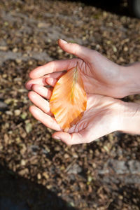 Person holding brown leaf in their hands, on a sunny autumn day