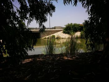 Plants by lake and building against sky