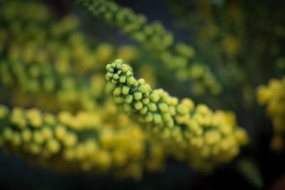 Close-up of plant growing in farm