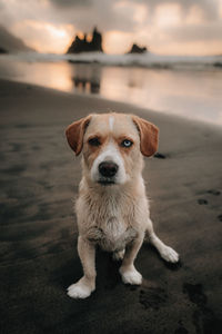 Portrait of dog on beach during sunset