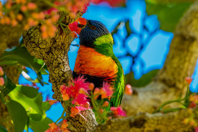Close-up of multi colored flower tree against sky