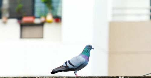 Close-up of pigeon perching