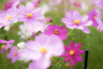 Close-up of pink cosmos flowers