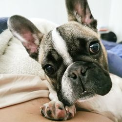 Close-up portrait of a dog