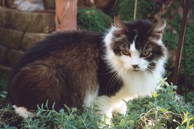 Cat sitting on grass