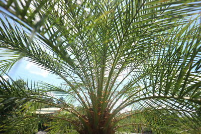 Close-up of palm tree