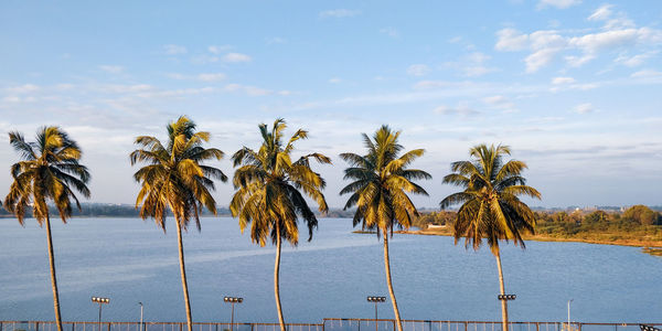 Palm trees by sea against sky