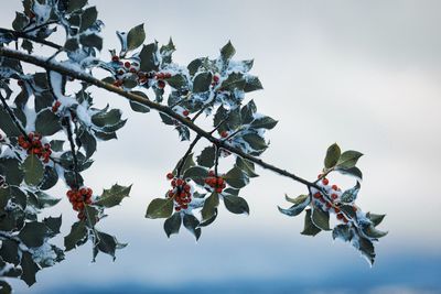 Low angle view of tree against sky