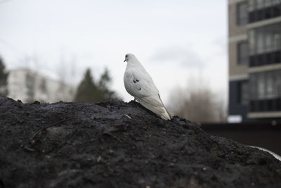 Close-up of bird perching on rock