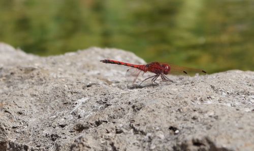 Close-up of insect on rock