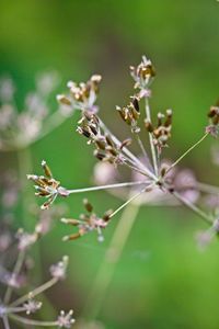 Close-up of flowering plant