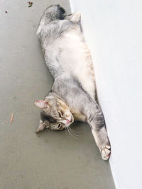 High angle view of cat sleeping