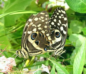 Close-up of butterfly on plant