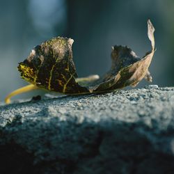 Close-up of lizard