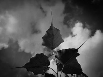 black and white