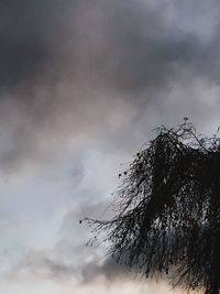 Low angle view of bird flying against sky