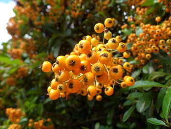 Close-up of orange on tree