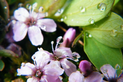 Close-up of flowers blooming outdoors