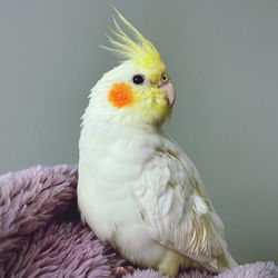 Close-up of lutino cockatiel 