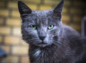 Close-up portrait of tabby cat