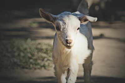 Portrait of kid goat on field
