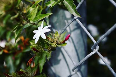 Close-up of flowers blooming outdoors