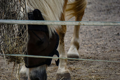 Horse standing in ranch