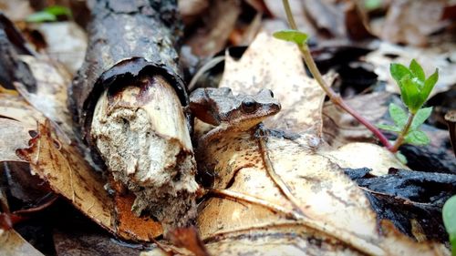 Close-up of lizard