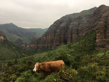 View of a sheep on mountain landscape