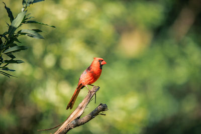 Cardinal perching on a branch 