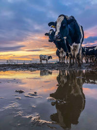 Cow farm sunset