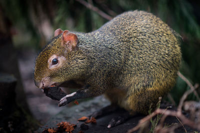 Close-up of azara agouti eating tree bark