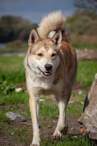 Portrait of lion standing on field