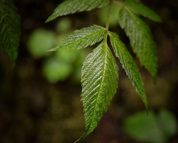 Close-up of plant