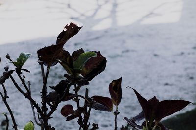 Close-up of plants