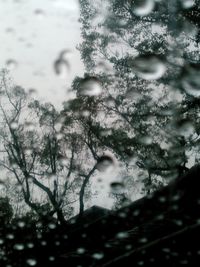 Reflection of trees in water