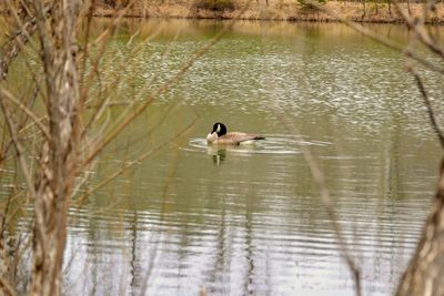 Ducks swimming in lake