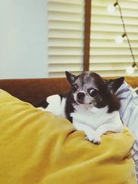 Portrait of a cat resting on bed