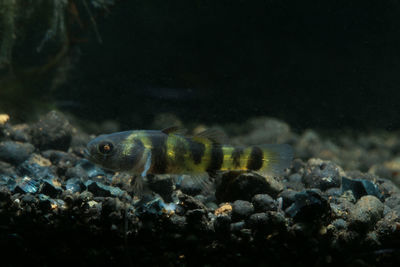 Close-up of fish swimming in sea