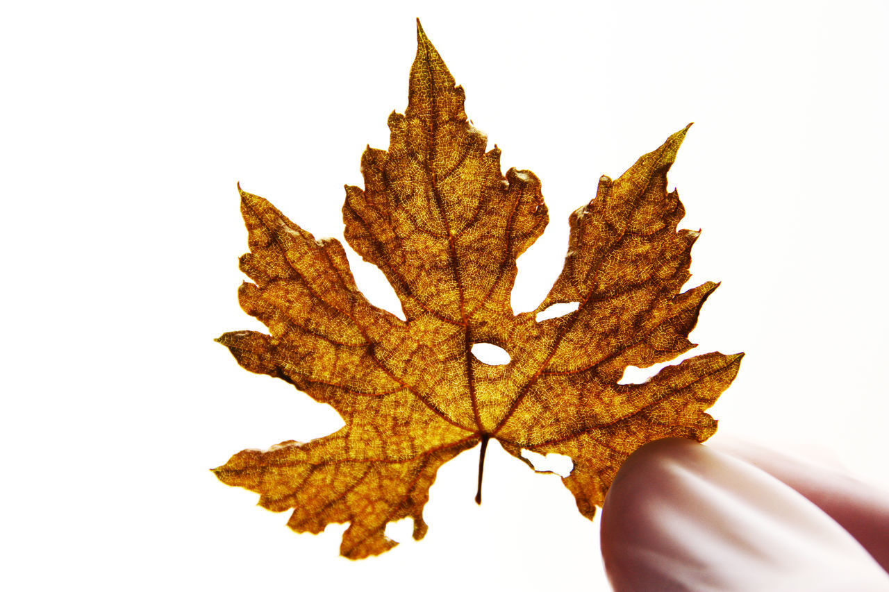 CLOSE-UP OF HAND HOLDING MAPLE LEAVES