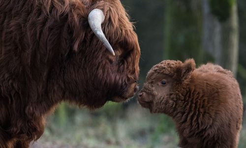Side view of highland cattle and calf on field 