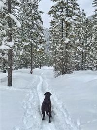 Dog on snow covered land