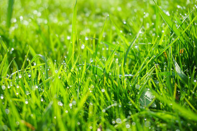 Close-up of grass growing on field