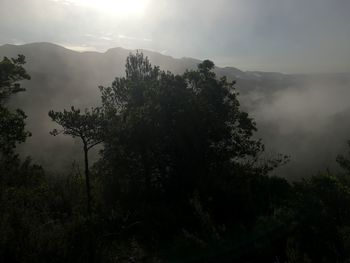 Trees against sky during foggy weather