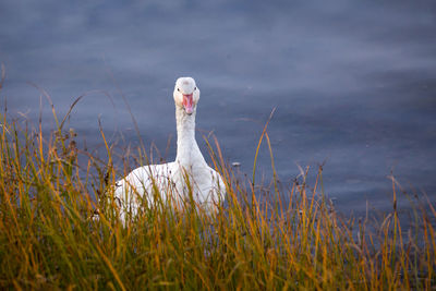 Snow goose with grass hanging from beak standing in shallow water staring