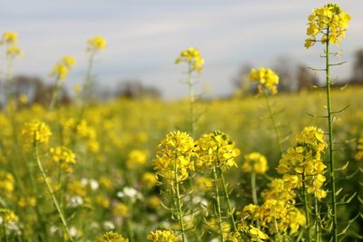 Yellow flowering plants growing on field