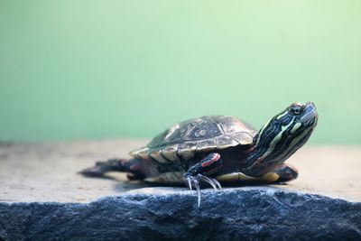 Close-up of tortoise on rock