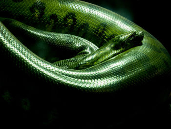 Close-up of snake